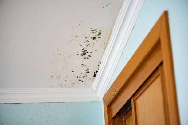 Professional Mold Remediation in Terryville, NY