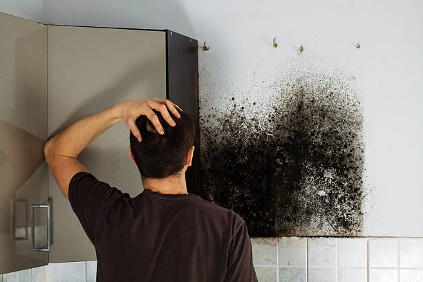 Best Bathroom Mold Remediation in Terryville, NY
