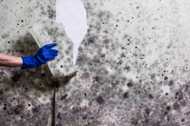 Trusted Terryville, NY Mold Remediation Experts