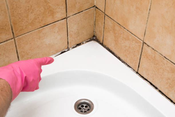 Best Commercial Mold Remediation in Terryville, NY